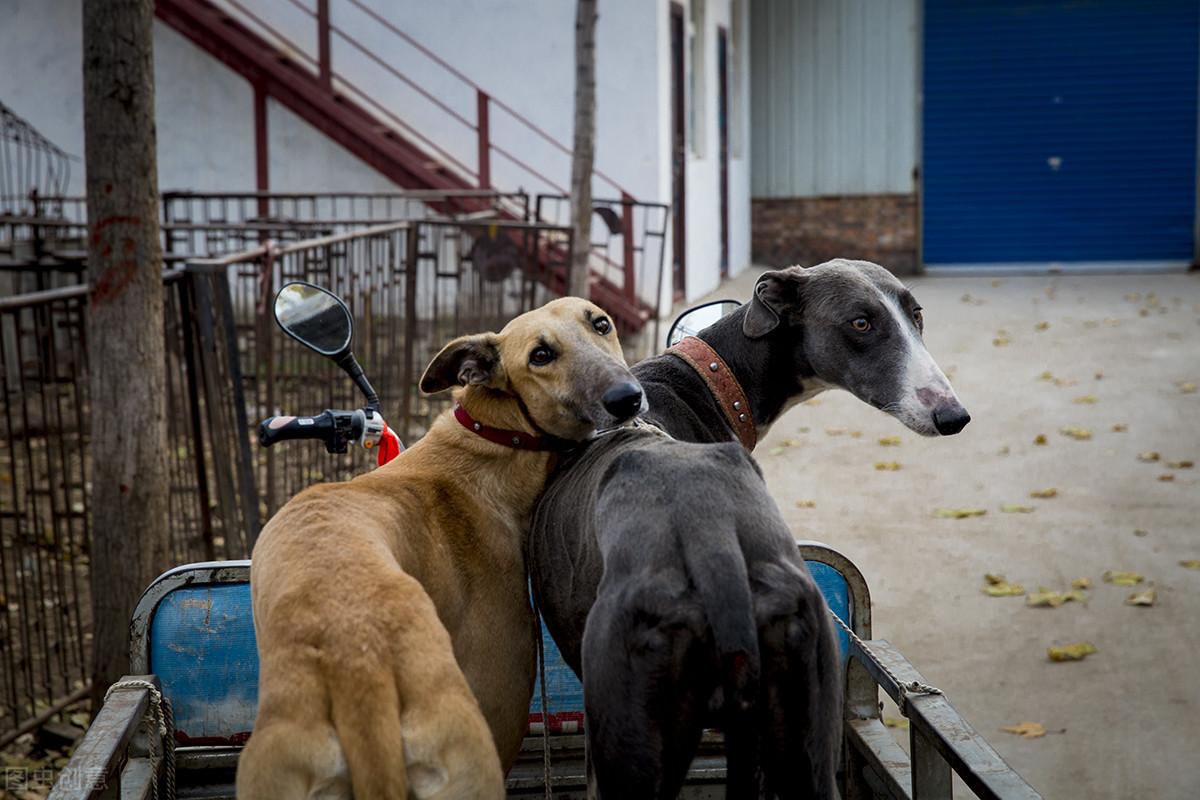 莱州朱桥狗市最新动态与资讯✨