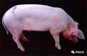 上海禾辉信息 第407页