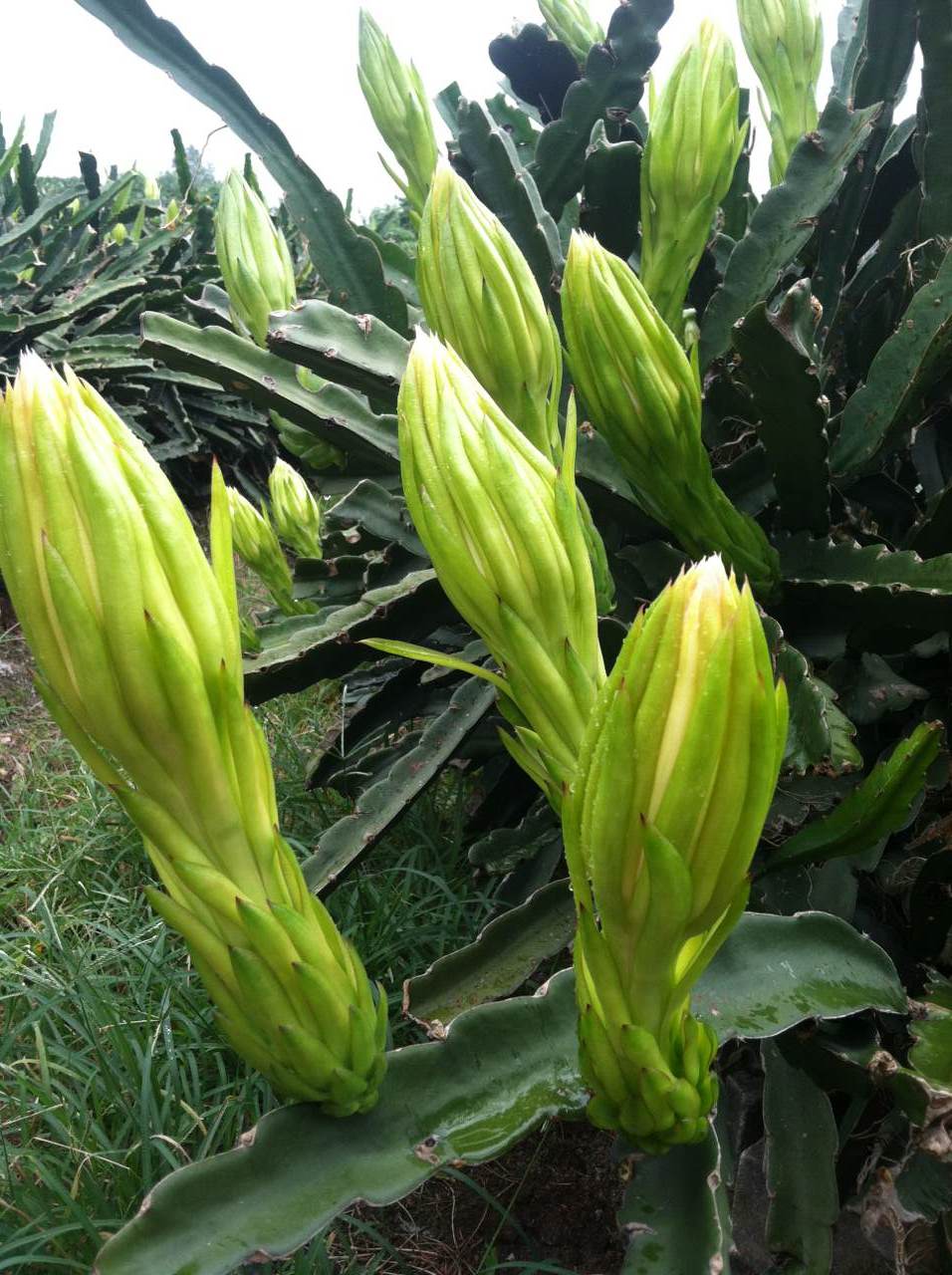 时代之光下的璀璨明珠,最新霸王花