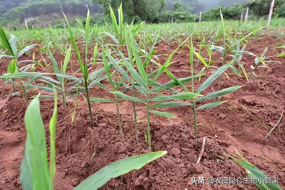 🌟最新姜瘟防治方法揭秘🌟