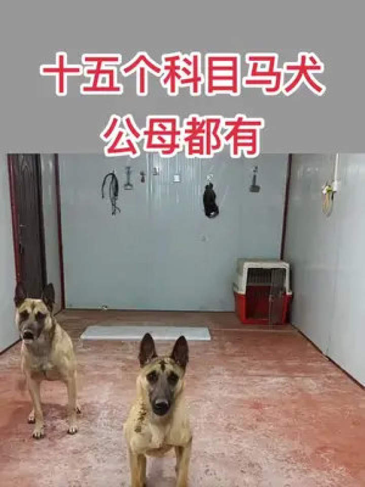 最新马犬
