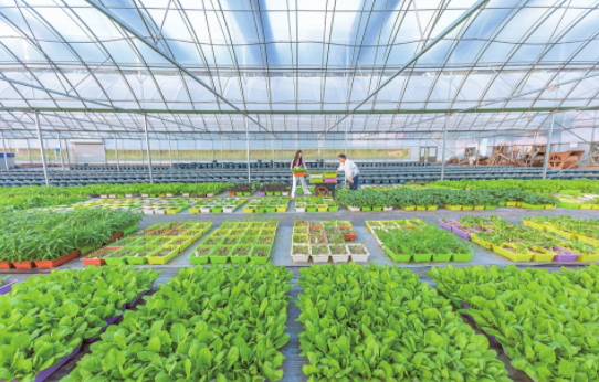 最新灌溉技术,水波轻扬下的绿意盎然之旅