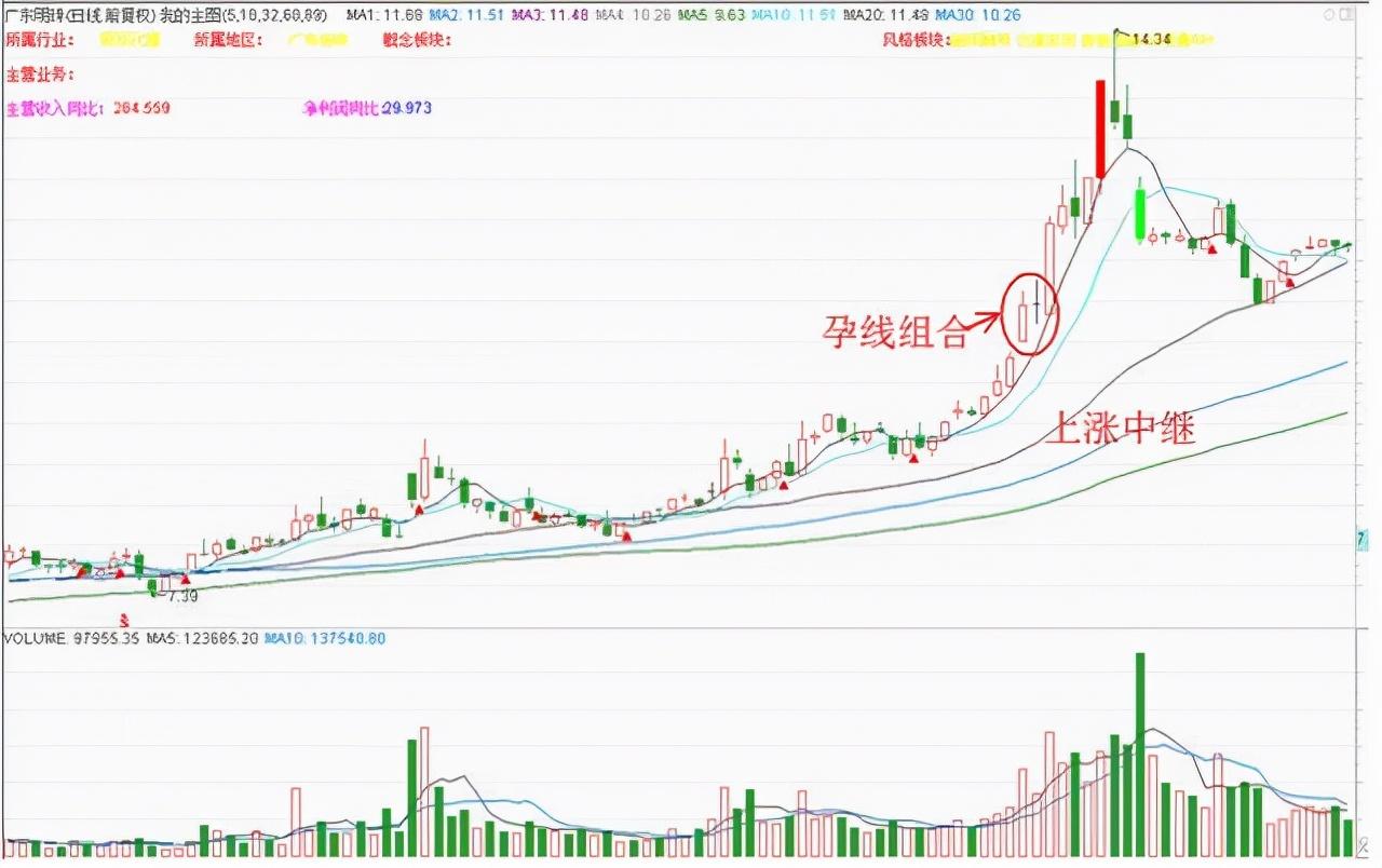 君子猫最新小说
