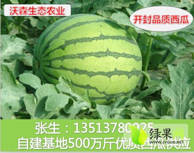 尉氏西瓜