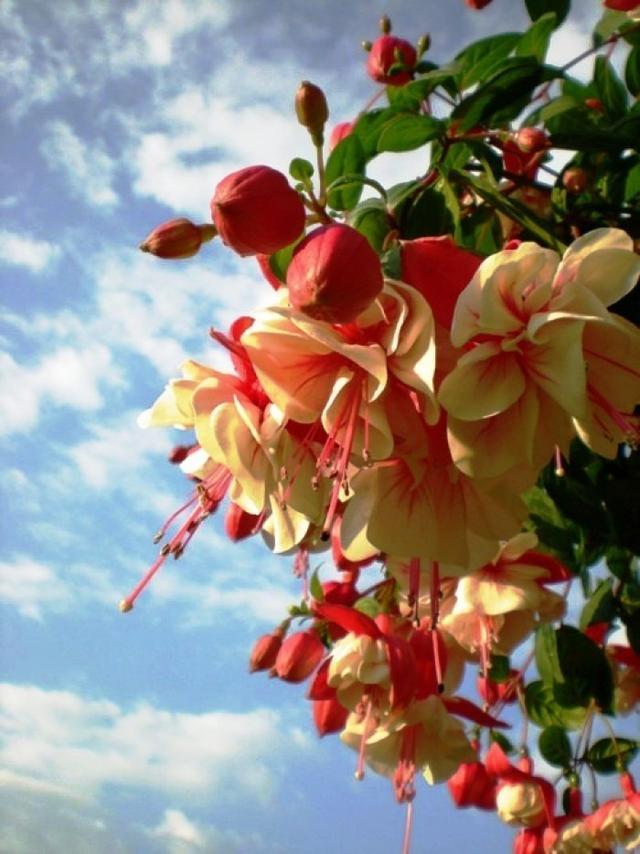 最新版吹牛,语言艺术的探讨与争议