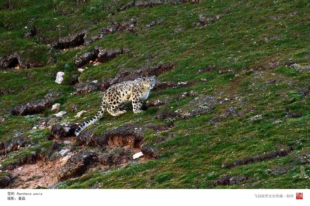 最新版雪豹,自然之美与保护挑战的交汇点