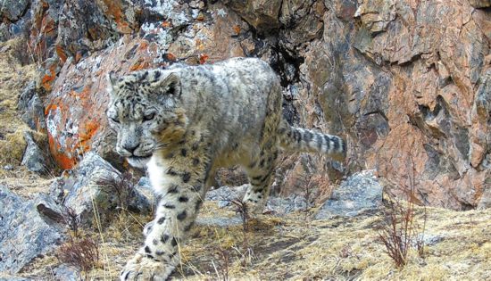 最新版雪豹,自然之美与保护挑战的交汇点