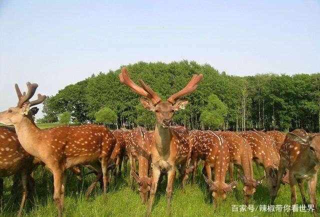 伊春鹿鸣最新学习步骤指南,掌握任务与技能的核心要点