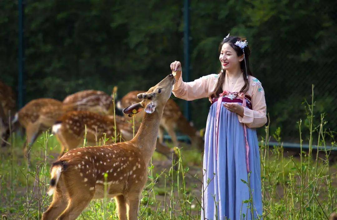 伊春鹿鸣最新学习步骤指南,掌握任务与技能的核心要点