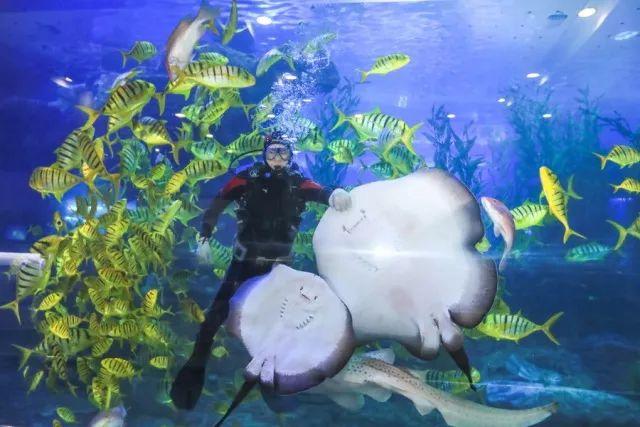 最新侦探片,与自然共舞的心灵探寻之旅