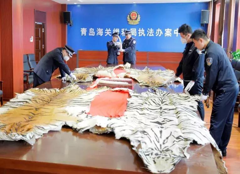 青岛中院最新判决聚焦，理性分析，深度解读观点