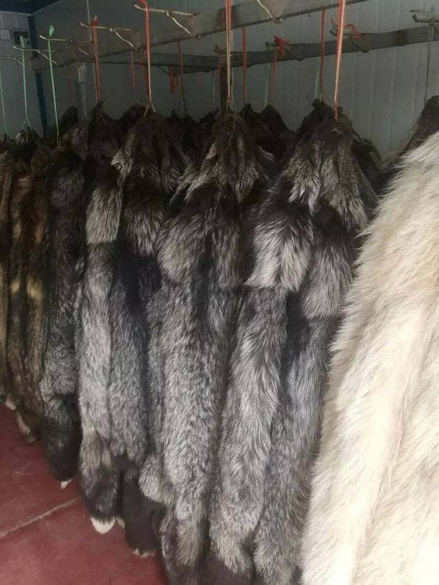 尚村狐狸皮最新价格解析与探讨