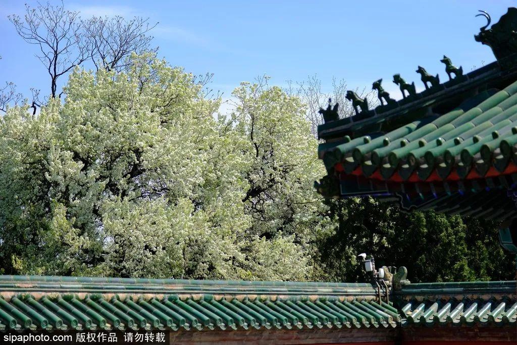 北京天坛维修最新动态,古建保护与现代步伐的融合