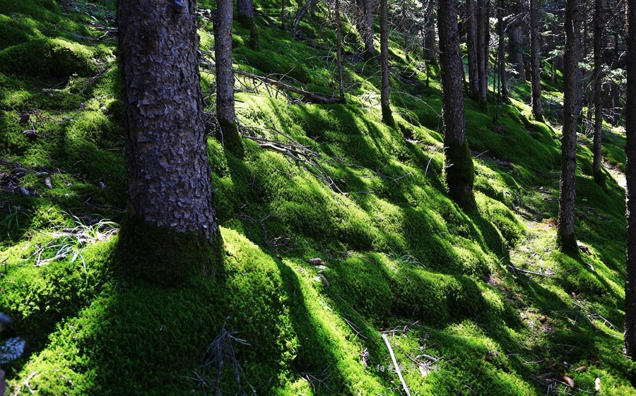 青松建化历史行情,与自然美景的浪漫之旅