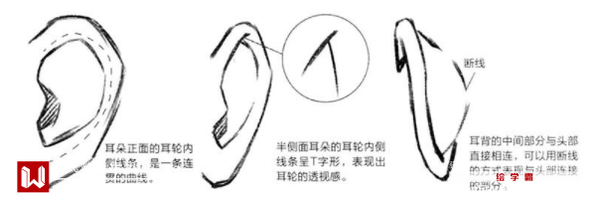 最新科技助力动漫耳朵绘制技巧，轻松绘制生动动漫耳朵！
