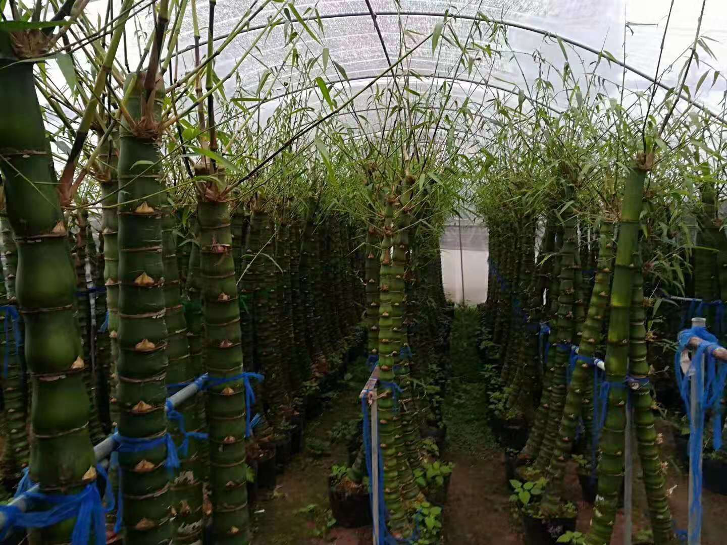 佛肚竹的价值，一根竹子背后的学习与变化力量