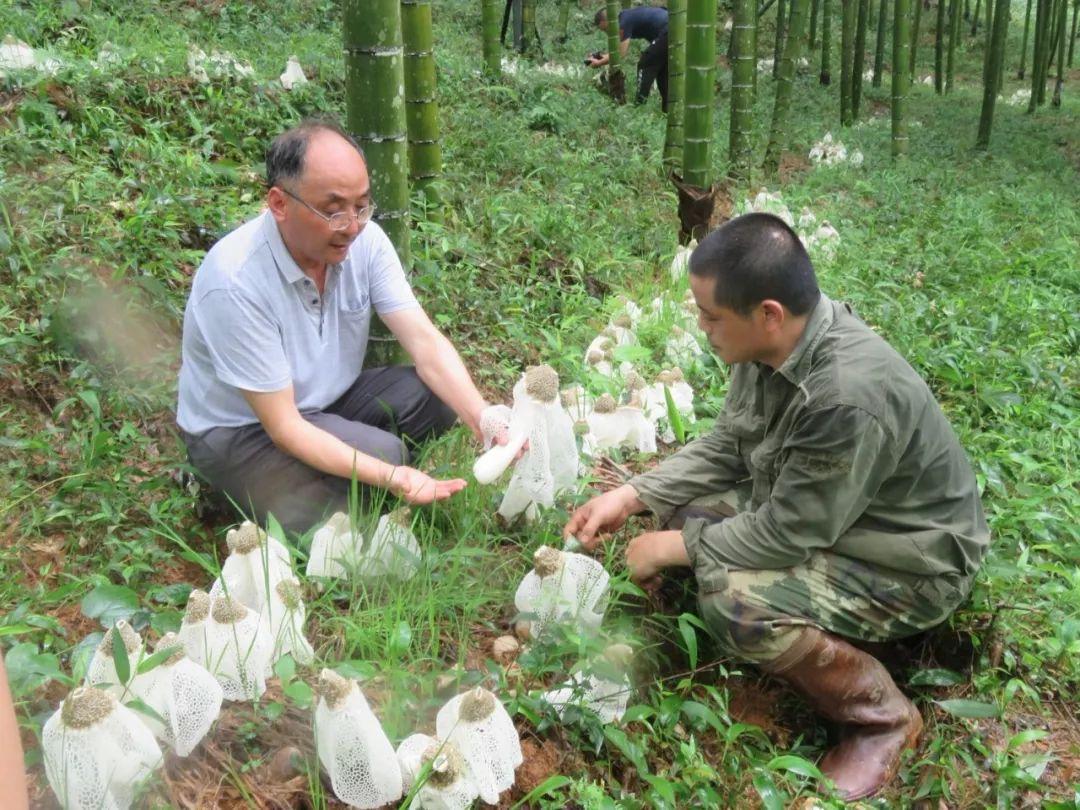 揭秘2017年竹荪市场行情，市场趋势与机遇分析