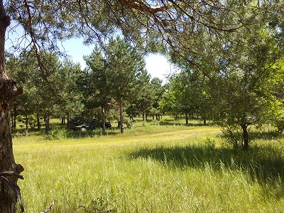 国有林场改革最新动态,绿色宝藏与小径独特小店探秘