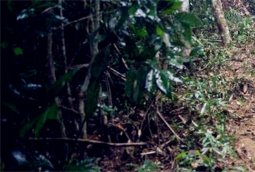 国有林场改革最新动态,绿色宝藏与小径独特小店探秘