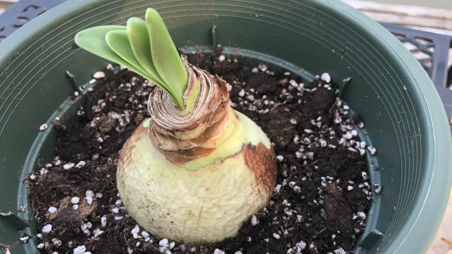 山竹最新动态及种植与养护全攻略揭秘