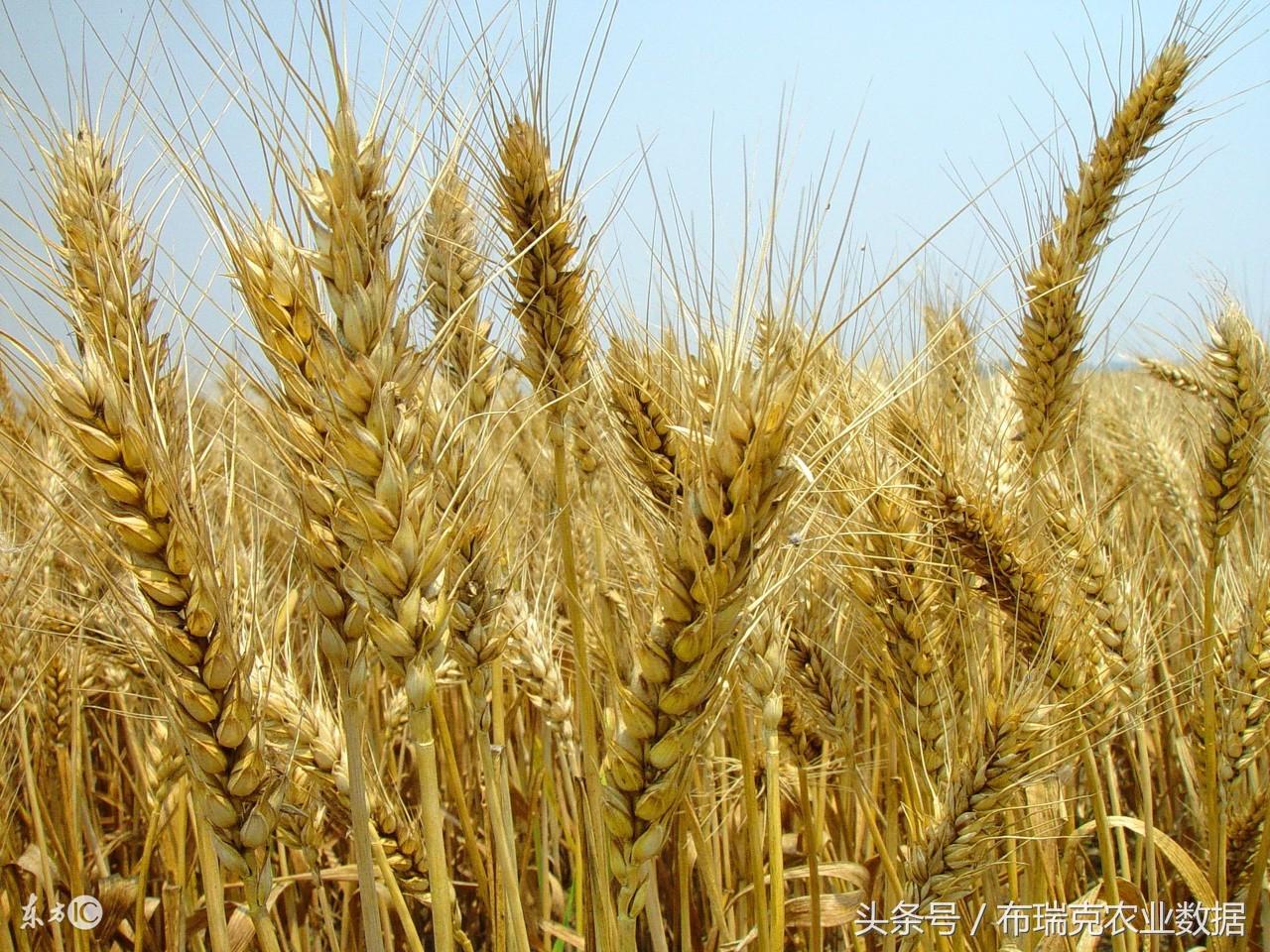 最新禽流感动态,全面解析你所需要知道的一切!