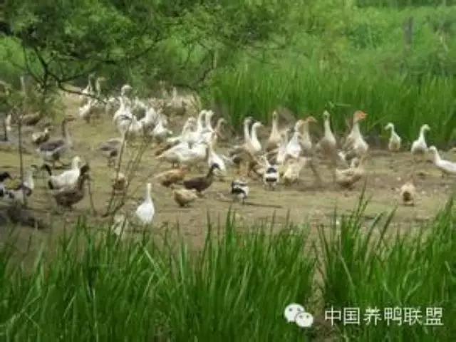 揭秘最新养殖信息，开启高效养殖新时代！