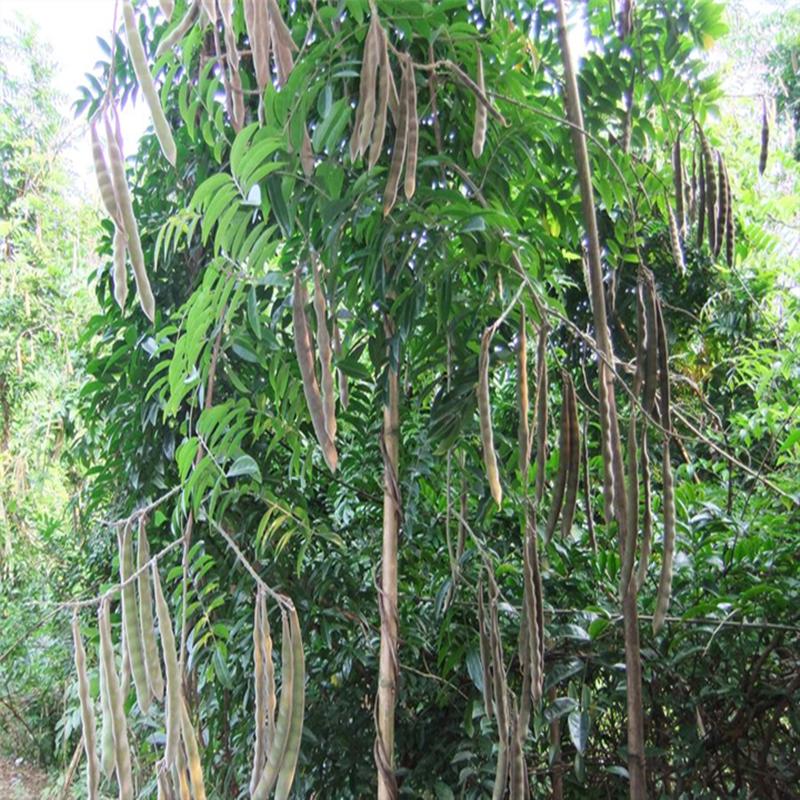 广西花生米最新价格行情动态更新